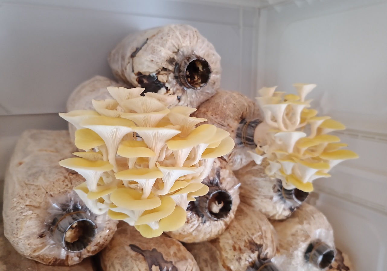 Mushroom growing kit